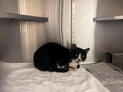 BENJAMIN BUNNY, an adoptable Domestic Short Hair in Chula Vista, CA