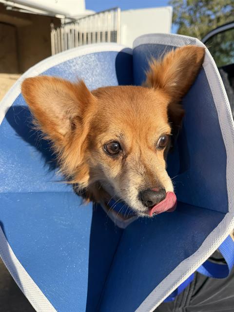 TOKYO, an adoptable Papillon in Chula Vista, CA
