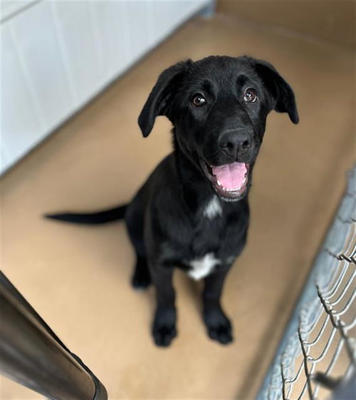 GAIA, an adoptable Labrador Retriever in Chula Vista, CA