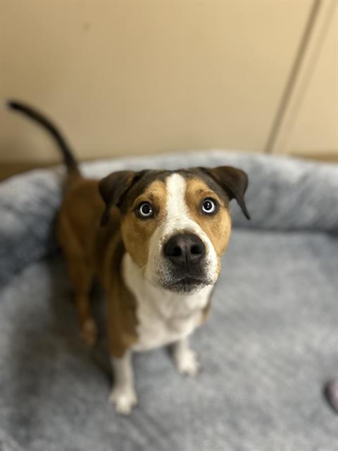 ROCKY, an adoptable Pit Bull Terrier in Chula Vista, CA