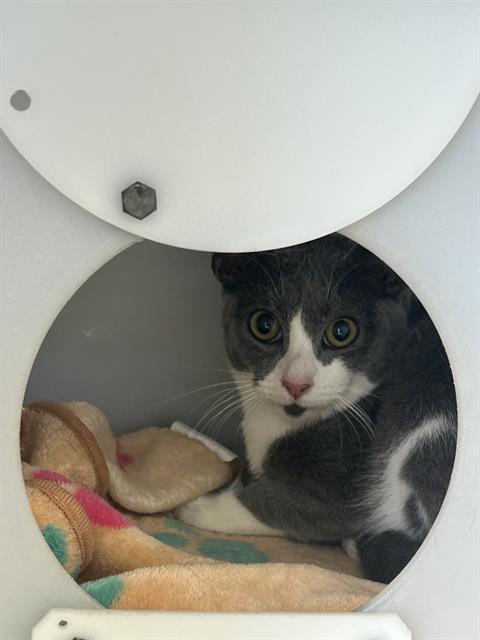 MERCEDES, an adoptable Domestic Short Hair in Chula Vista, CA