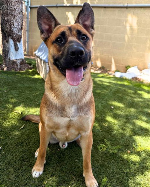 BODHI