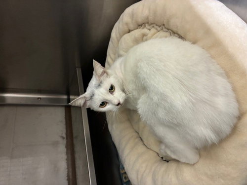picture of the cat needing adoption