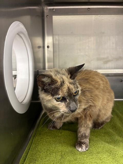 picture of the cat needing adoption