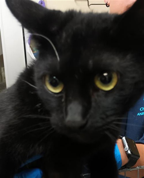 picture of the cat needing adoption