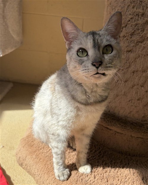 picture of the cat needing adoption