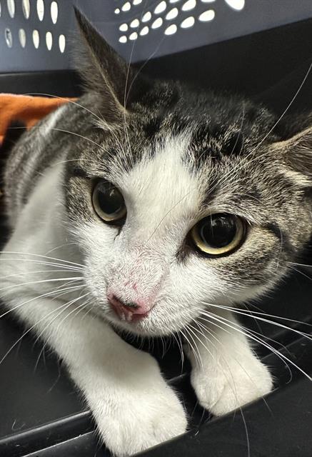 picture of the cat needing adoption
