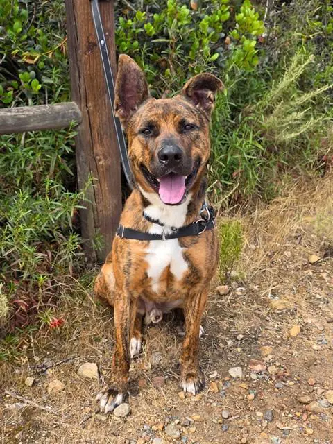 Yami - Pit Bull Terrier