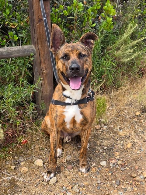 YAMI, an adoptable Pit Bull Terrier in Chula Vista, CA