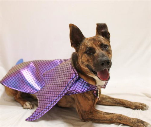 Yami, Pit Bull Terrier / Mixed (medium coat)