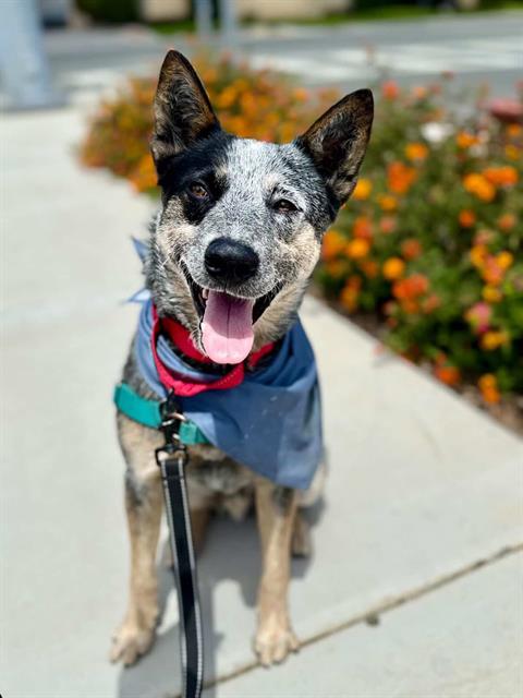 PIRILO, an adoptable Australian Cattle Dog in Chula Vista, CA