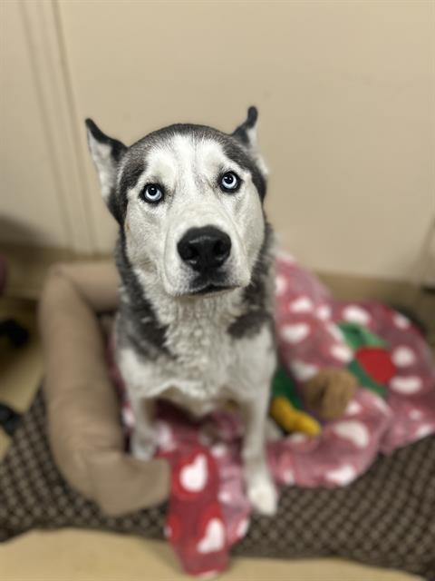 KODA