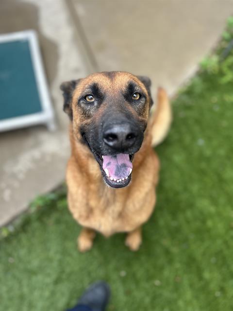 SUNNY, an adoptable German Shepherd Dog in Chula Vista, CA