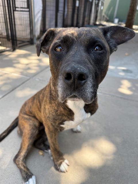 BUTTER BISCUIT, an adoptable Pit Bull Terrier in Chula Vista, CA