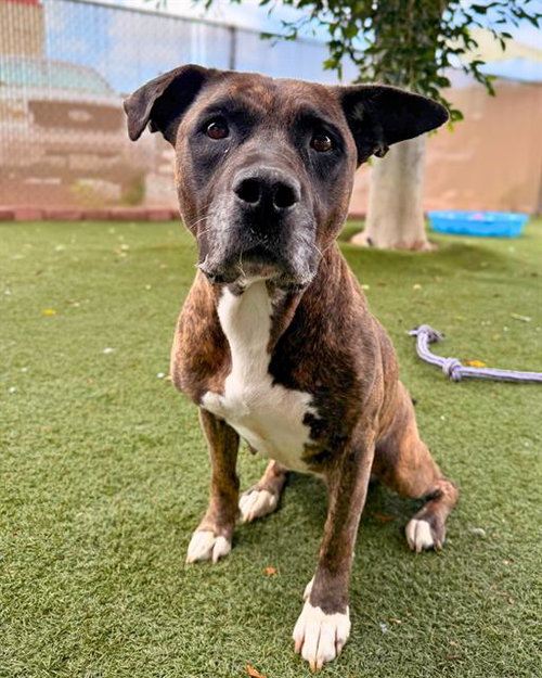 BUTTER BISCUIT, an adoptable Pit Bull Terrier in Chula Vista, CA