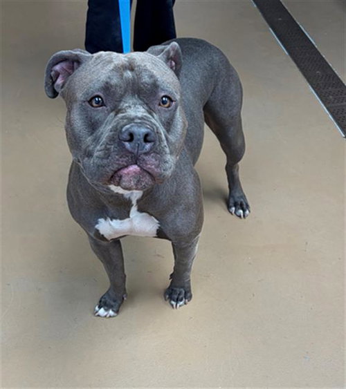 GIGI, an adoptable Pit Bull Terrier in Chula Vista, CA