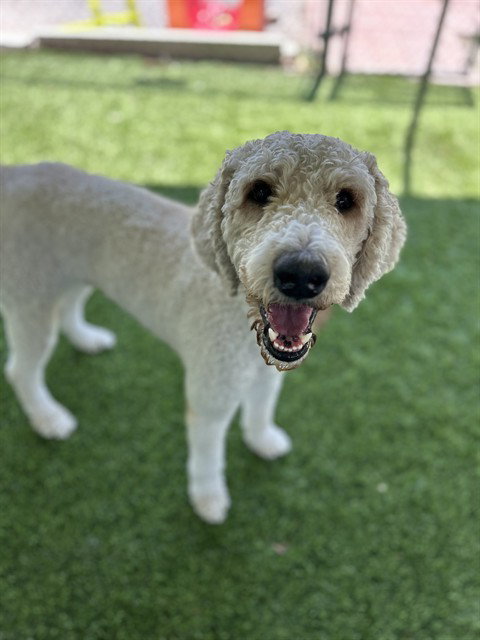 CURLY, an adoptable Poodle in Chula Vista, CA