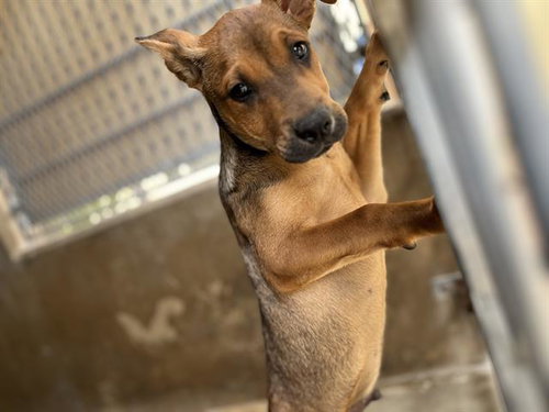 A271630, an adoptable Hound in Chula Vista, CA
