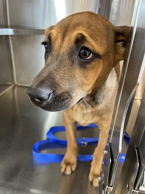 A271631, an adoptable Hound in Chula Vista, CA