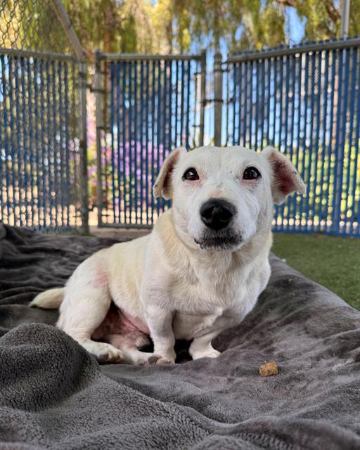 PONCHO