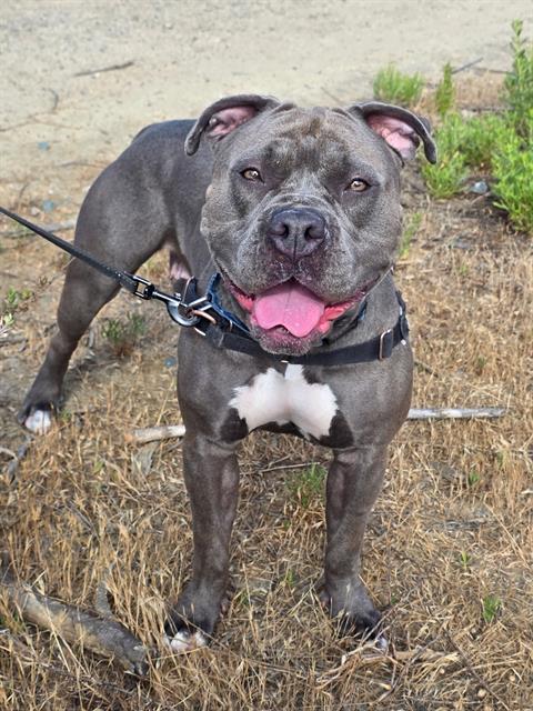 GIGI, an adoptable Pit Bull Terrier in Chula Vista, CA