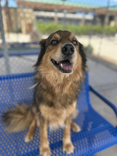 MR MAC, an adoptable Border Collie in Chula Vista, CA