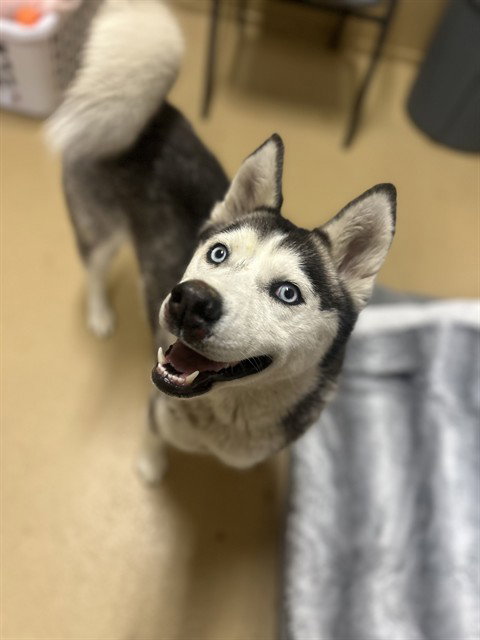 EVELYN, an adoptable Siberian Husky in Chula Vista, CA
