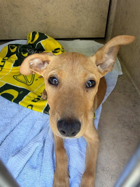 PIXIE, an adoptable Terrier in Chula Vista, CA