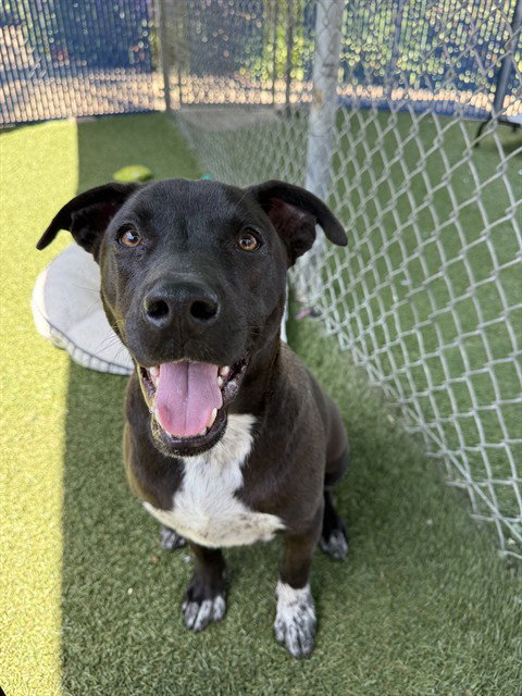 TWINKLE, an adoptable Pit Bull Terrier in Chula Vista, CA