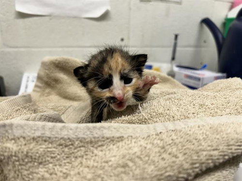 MAEVE, an adoptable Domestic Short Hair in Chula Vista, CA