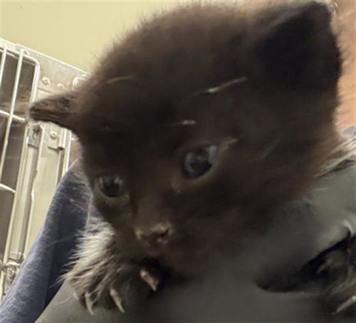 RODRIGO, an adoptable Domestic Short Hair in Chula Vista, CA