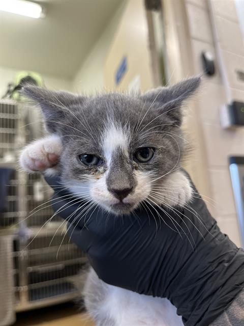 TOM, an adoptable Domestic Short Hair in Chula Vista, CA