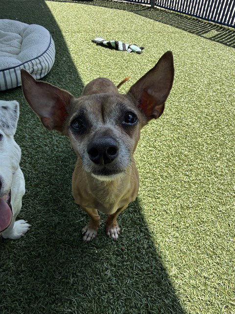 MOLLY, an adoptable Chihuahua in Chula Vista, CA
