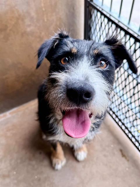 ROCKY, an adoptable Terrier in Chula Vista, CA
