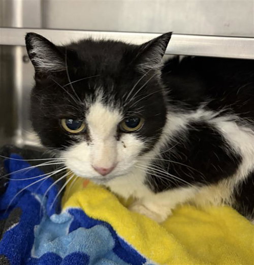 BABY, an adoptable Domestic Short Hair in Chula Vista, CA
