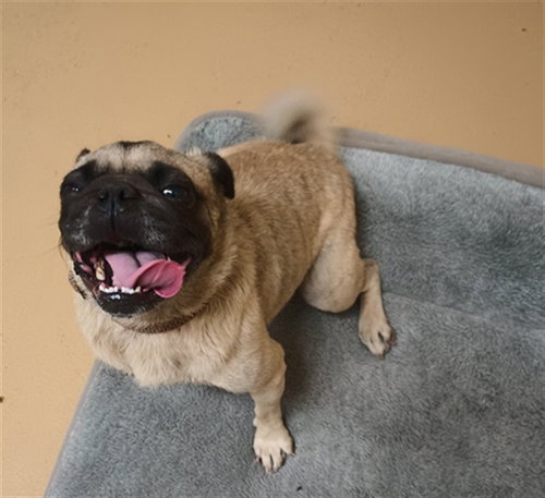 SASHA, an adoptable Pug in Chula Vista, CA