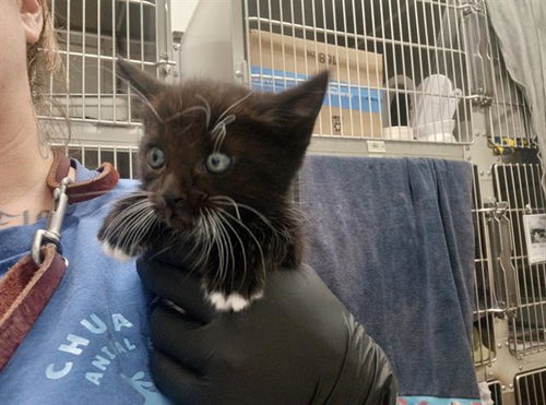 POMPOM, Baby Domestic Short Hair (medium coat), cat for adoption in Santee, California