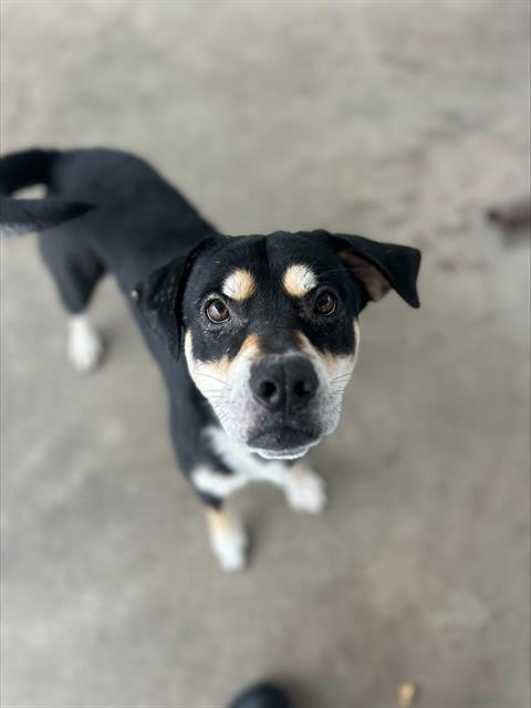 OTIS