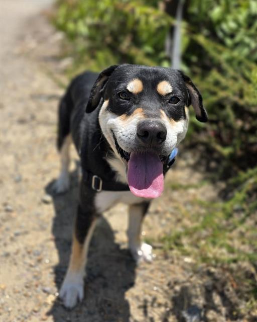 OTIS