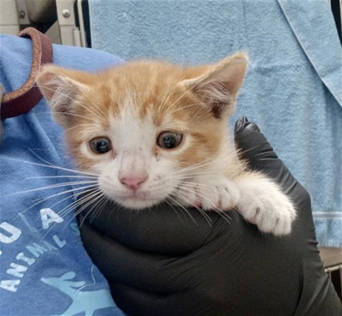 A272197, Baby Domestic Short Hair (medium coat), cat for adoption in Santee, California