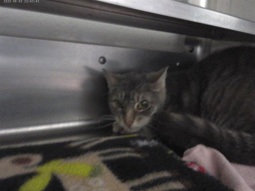 ZIVA, Senior Domestic Short Hair (medium coat), cat for adoption in Santee, California