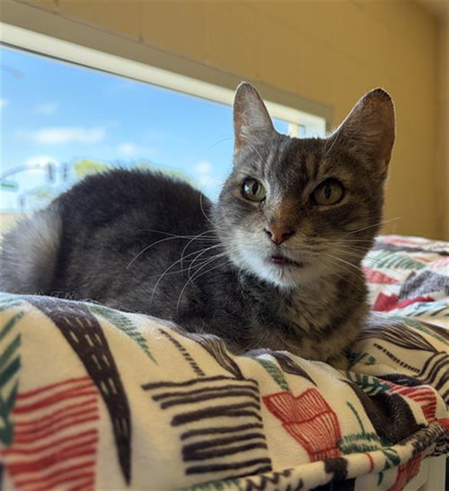 ZIVA, Senior Domestic Short Hair (medium coat), cat for adoption in Carlsbad, California