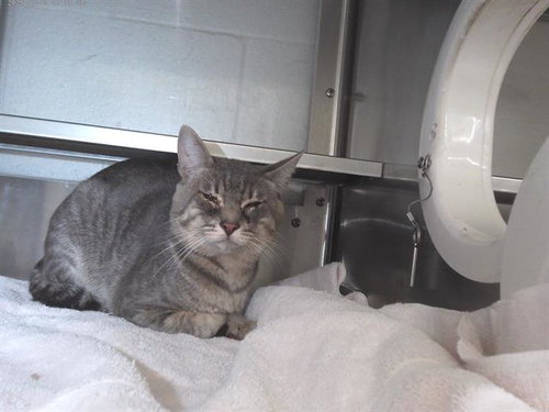A272113, Adult Domestic Short Hair (medium coat), cat for adoption in Santee, California