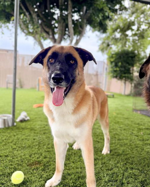 LENNOX, an adoptable Belgian Shepherd Malinois in Chula Vista, CA