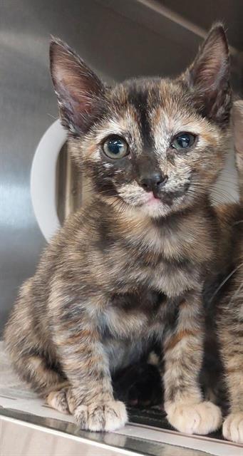 A270991, Baby Domestic Short Hair (medium coat), cat for adoption in Poway, California