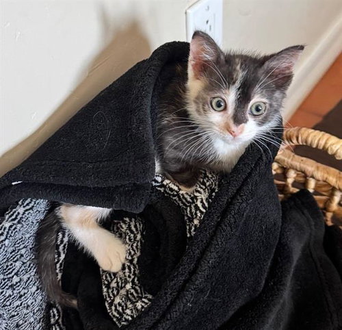 GIZMO