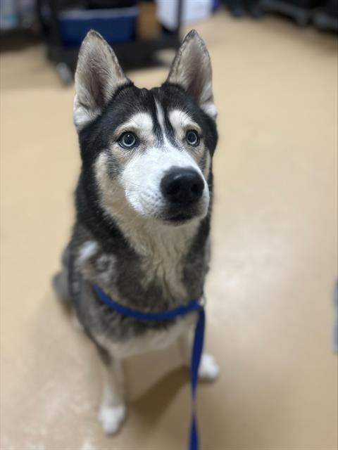 KODIAK
