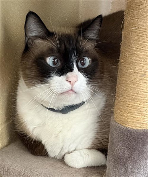MESE, Senior Siamese (medium coat), cat for adoption in Carlsbad, California