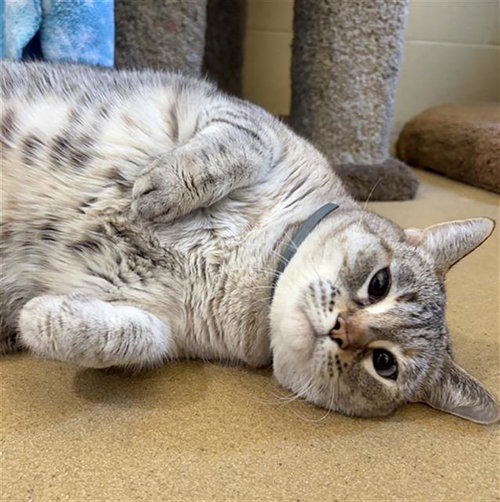 SI, Senior Domestic Short Hair (medium coat), cat for adoption in Carlsbad, California