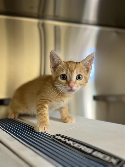 SIMBA